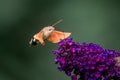 Summer poetic photo. Hummingbird hawk-moth floats around flowering summer lilac