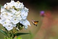 Summer poetic photo. Hummingbird hawk-moth floats around white summer flower