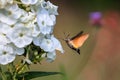 Summer poetic photo. Hummingbird hawk-moth floats around white summer flower