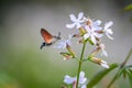 Summer poetic photo. Hummingbird hawk-moth floats around white summer flower and sucks a nectar