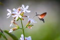 Summer poetic photo. Hummingbird hawk-moth floats around white summer flower and sucks a nectar