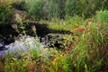 Summer Pond Royalty Free Stock Photo