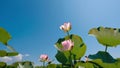 summer pond, close-up of a delicate pink lotus flower in full bloom Royalty Free Stock Photo