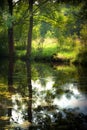 Summer pond in forest