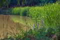 Summer pond, shore overgrown with hornwort, vegetation above water Royalty Free Stock Photo