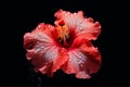 Flower water summer petal nature plant hibiscus macro tropical beauty red Royalty Free Stock Photo