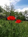 Summer poppies in the garden