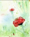summer poppies on a green background drawing by watercolor, beautiful summer abstract poppies in the meadow, template for design