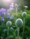 Summer: poppy buds at dawn Royalty Free Stock Photo