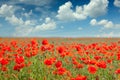 Summer poppy field landscape with blue sky and clouds