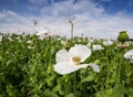 Summer poppy field Royalty Free Stock Photo