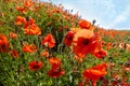 Summer poppy field on a sunny day. Green meadow with wild bright red flowers. Royalty Free Stock Photo