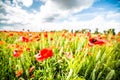 Red poppy flowers and blue sky Royalty Free Stock Photo