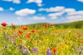 Summer poppy field under blue sky and clouds. Beautiful summer nature meadow and flowers background Royalty Free Stock Photo