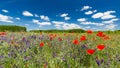 Summer poppy field under blue sky and clouds. Beautiful summer nature meadow and flowers background Royalty Free Stock Photo