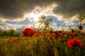 Summer poppy field under sunset sky