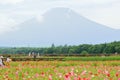 Summer Poppy flower fields at Mount Fuji valley in Japan