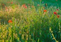 Summer Poppy Meadow