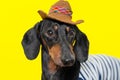 Summer portrait of a adorable breed dog, black and tan, wearing a t-shirt and a cowboy hat, on a colorful yellow background