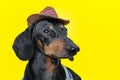 Summer portrait of a adorable breed dog, black and tan, wearing a t-shirt and a cowboy hat, on a colorful yellow background