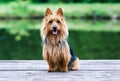 purebred typical australian terrier sitting smiling portrait with green background Royalty Free Stock Photo