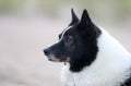 Summer portrait of black and white russian european laika dog