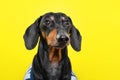 Summer portrait of a cute breed dog, black and tan, wear a t-shirt, on a colorful yellow background