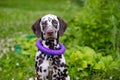 Summer portrait of cute dalmatian dog with brown spots and toy,purple ring. Nice and beautiful dalmatian family pet Royalty Free Stock Photo