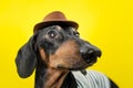 Summer portrait of a funny breed dog, black and tan, wearing a t-shirt and a hat, on a colorful yellow background