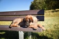 German shepherd puppy is lying on brench. Royalty Free Stock Photo