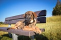 German shepherd puppy is lying on brench. Royalty Free Stock Photo