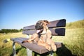 German shepherd puppy is lying on brench. Royalty Free Stock Photo