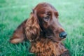 Summer portrait magnificent of an Irish Setter dog close-up, lying in beautiful green grass Royalty Free Stock Photo