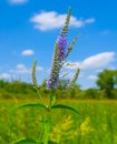 summer prairie with flowers