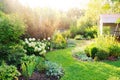 Summer private garden with blooming Hydrangea Annabelle.