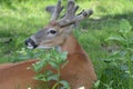 Buck Whitetail Deer With Velvet Antlers