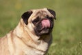 Summer Pug Dog Portrait With Tongue Out