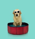 Summer puppy dog. Labrador retriever inside of a portable swimming pool wearing sunglasses. Isolated on blue background