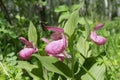 Purple flowers of rare species wild orchids grandiflora Lady`s Slipper Cypripedium ventricosum in the forest