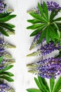 Summer purple lupine flowers on white wooden background.