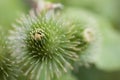 Summer purple thistle flower among greenery in a wild meadow Royalty Free Stock Photo