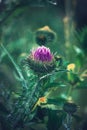 Summer purple thistle flower among greenery in a wild meadow Royalty Free Stock Photo