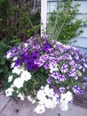 Summer purple white flower pot bicolor arrangement