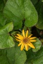 Summer ragwort Ligularia dentata Othello, with yellow flower