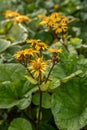 Summer ragwort Ligularia dentata Othello, yellow flowering plant