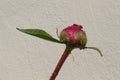 Summer rain drops remained on the bright pink peony bud Royalty Free Stock Photo