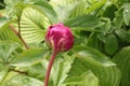 Summer rain drops remained on the bright pink peony bud Royalty Free Stock Photo