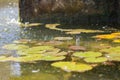 Summer rain drops on water. Lily pads under a fountain. Selective focus. Royalty Free Stock Photo