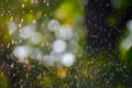 Summer rain falling over a natural blurred background of green leaves and soft focus bokeh lights. Natural defocused green Royalty Free Stock Photo