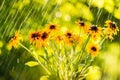 Summer rain and flowers of echinacea